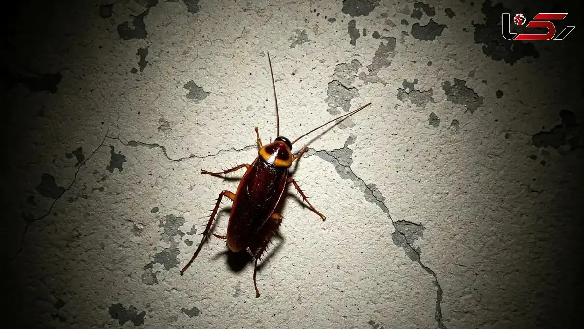 سوسک ها چقدر برای سلامتی انسان خطرناک هستند؟ + 10 نکته کلیدی