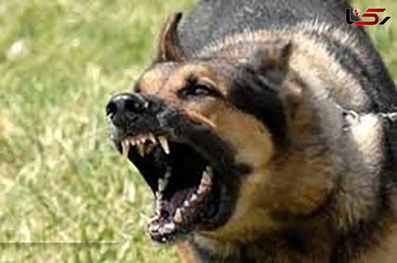 هشدار وزارت بهداشت درباره افزایش حیوان‌گزیدگی؛ سگ‌ها در رتبه اول هستند