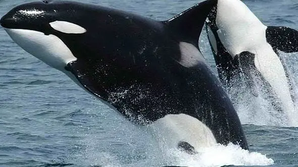 از نبرد نهنگ های قاتل و دلفین ها تا ورزش کردن لاکپشت