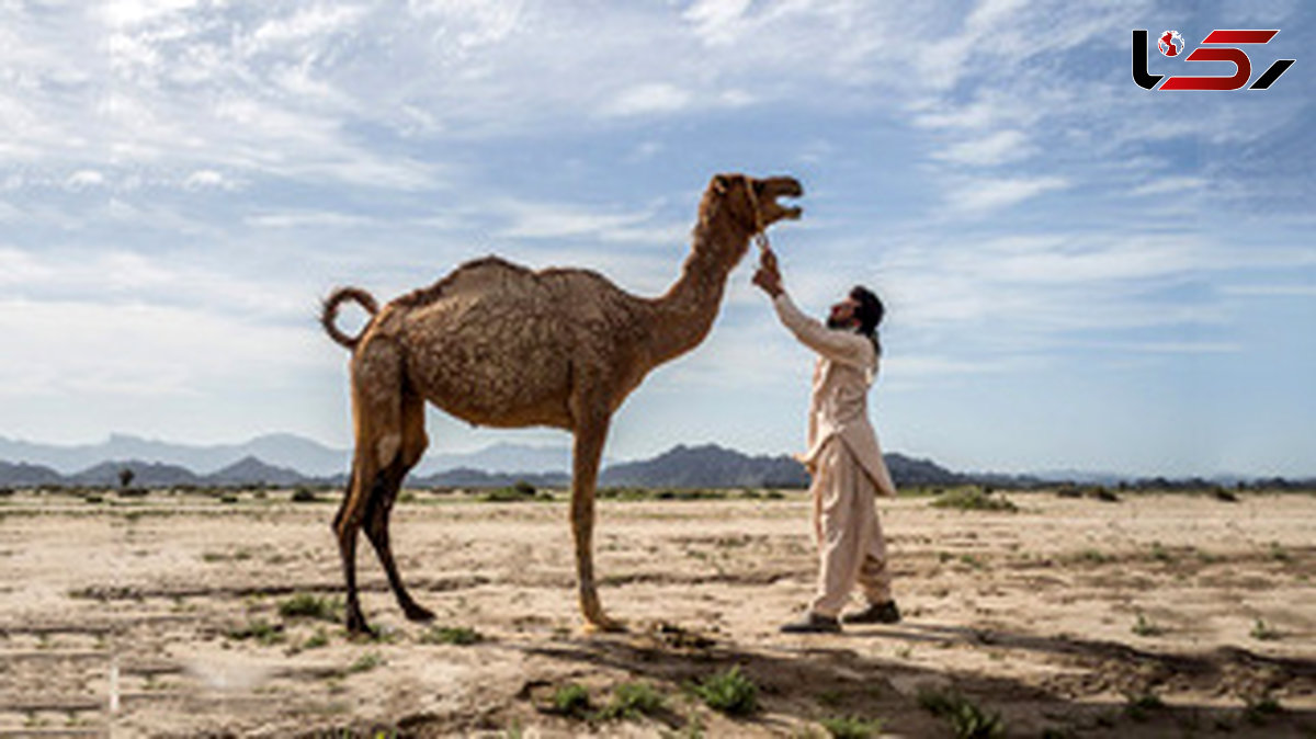 عکی هایی دیدنی از خشکسالی وکم آبی در جنوب کرمان