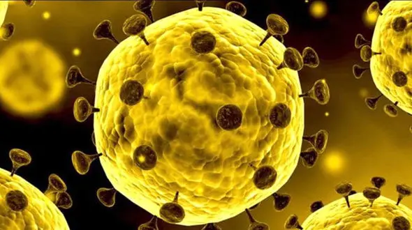 کرونا کدام مفاصل را بیشتر درگیر می کند؟ + اینفوگرافی