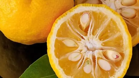 آموزش کاشت سبزه لیمو برای نوروز + ترفندهای ضروری