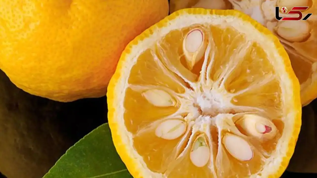 آموزش کاشت سبزه لیمو برای نوروز + ترفندهای ضروری