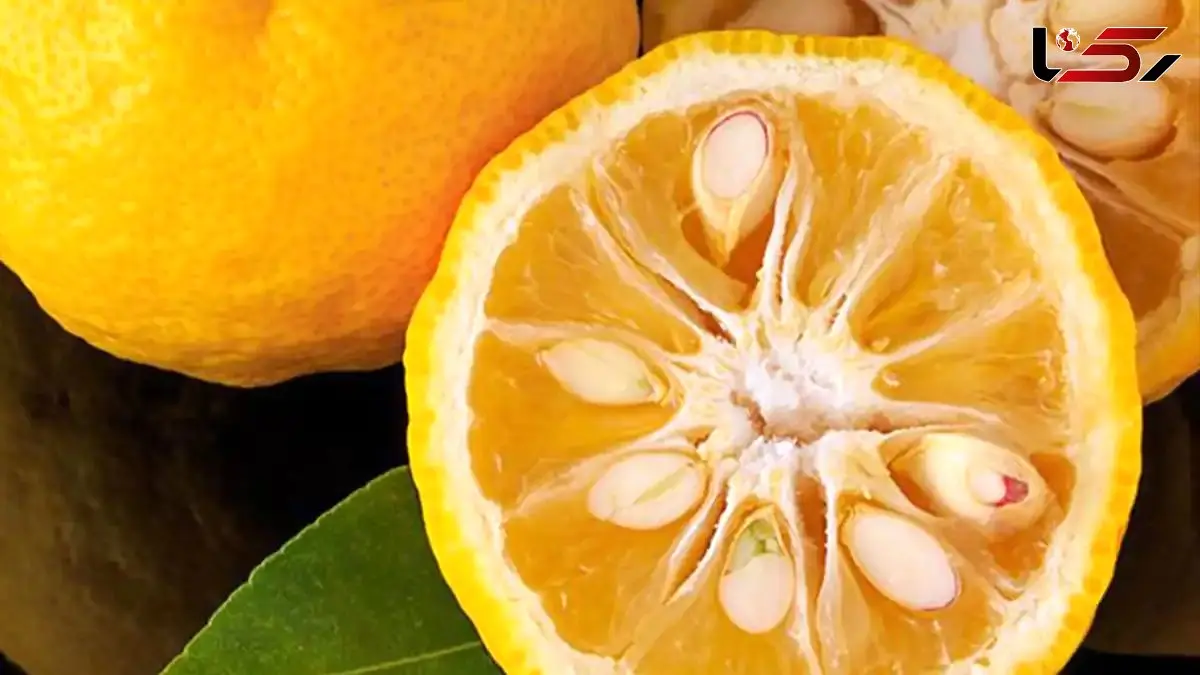 آموزش کاشت سبزه لیمو برای نوروز + ترفندهای ضروری