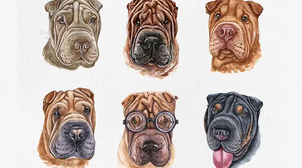 تاریخچه سگ شارپی