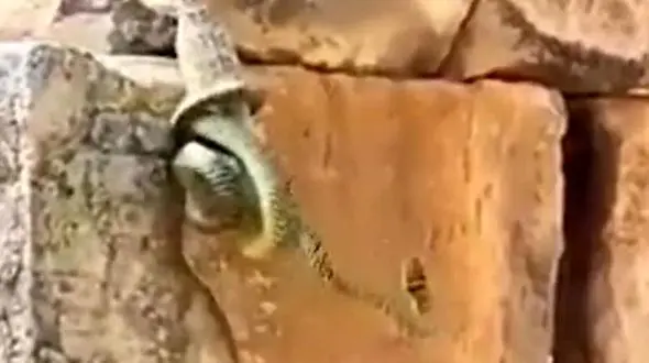 ببینید / عملیات نجات مارمولک از چنگال مار + فیلم 