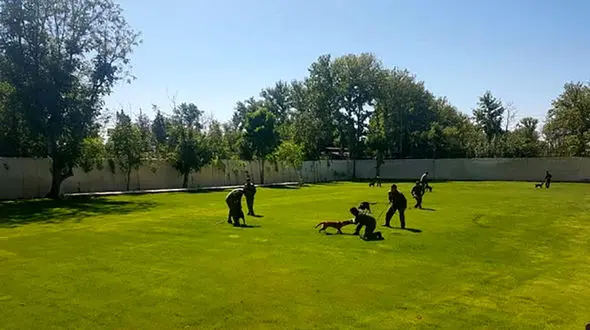 سگ های موادیاب پلیس ایران فعال هستند!