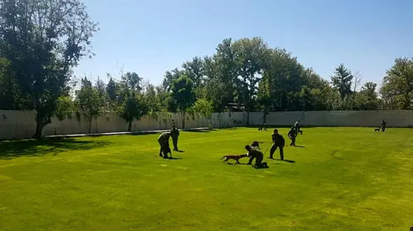 سگ های موادیاب پلیس ایران فعال هستند!
