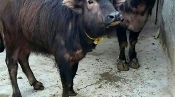 تولید ۳۰ دز جنین منجمد آزمایشگاهی گاومیش