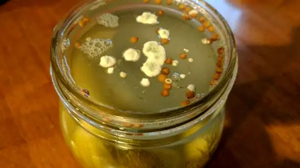 راهکارهای ساده برای کپک نزدن خیارشور