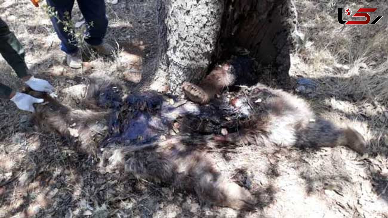 لاشه یک قلاده خرس قهوه‌ای در یاسوج پیدا شد