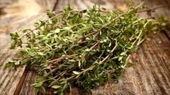 فواید بی نظیر آویشن در ایام کرونا