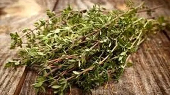 فواید بی نظیر آویشن در ایام کرونا