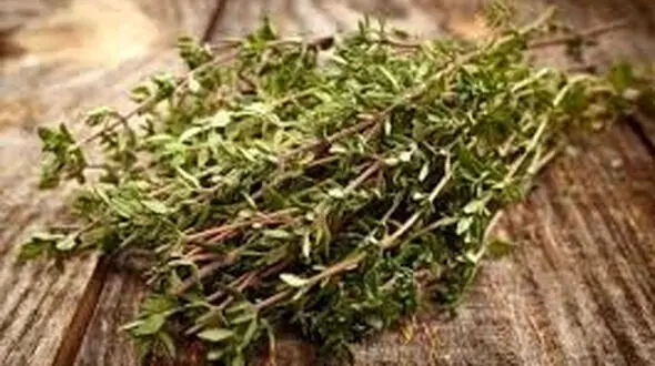 فواید بی نظیر آویشن در ایام کرونا