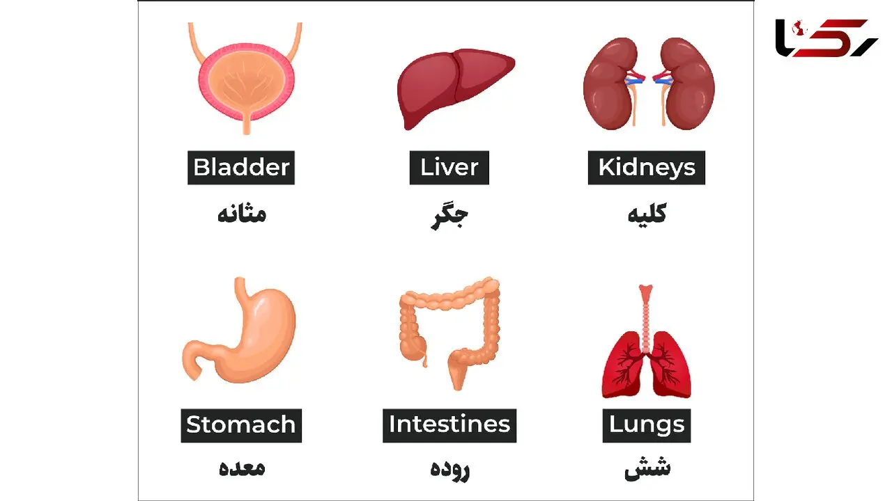 تلفظ انگلیسی اعضای بدن + فیلم