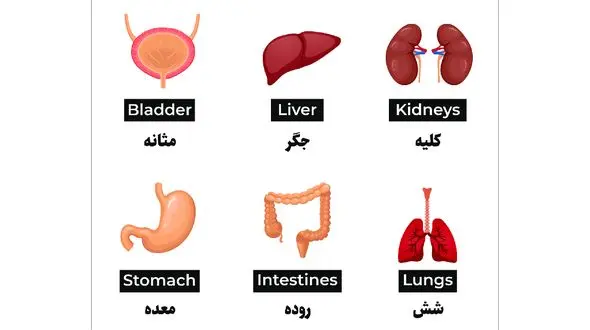 تلفظ انگلیسی اعضای بدن + فیلم