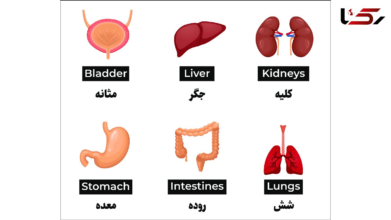 تلفظ انگلیسی اعضای بدن + فیلم