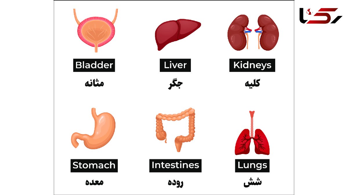 تلفظ انگلیسی اعضای بدن + فیلم