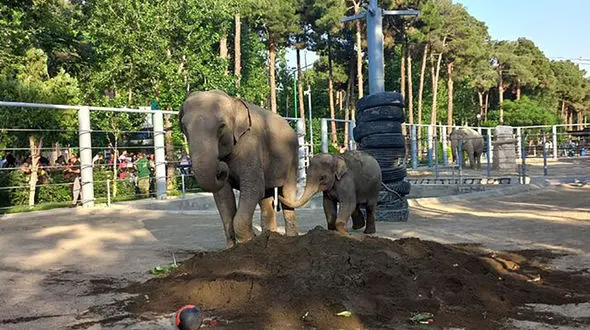 روز جهانی فیل / حال بچه فیل باغ وحش ارم چطور است؟