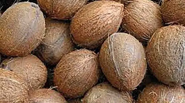 میوه های چاق کننده را می شناسید؟ + اینفوگرافی