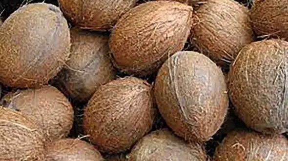 میوه های چاق کننده را می شناسید؟ + اینفوگرافی