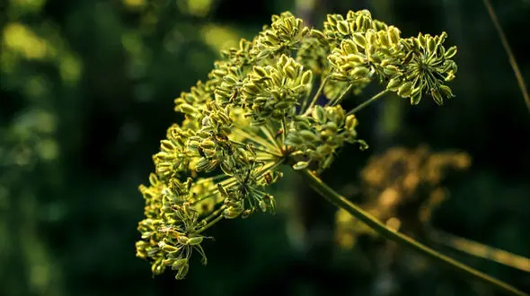 درمان افسردگی با بادیان رومی