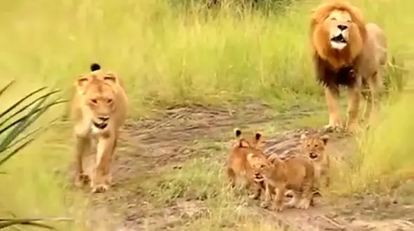 تلاش بچه شیر ها برای غرش+فیلم