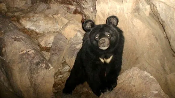 فیلم خرس سیاه آسیایی در جنوب استان فارس