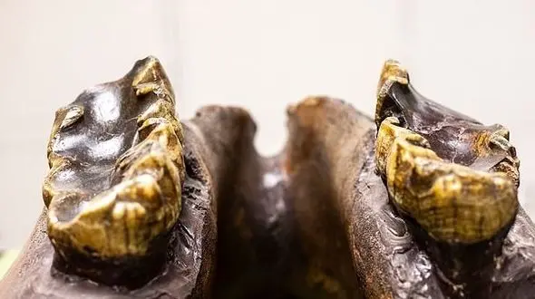  دانش آموزی استخوان یک حیوان دو متری ماقبل تاریخ را کشف کرد + عکس