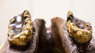  دانش آموزی استخوان یک حیوان دو متری ماقبل تاریخ را کشف کرد + عکس