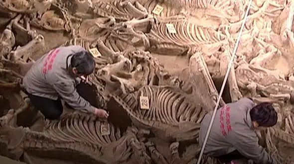 گور دسته جمعی یک نجیب زاده با اسکلت 100 اسب+ عکس های شگفت انگیز