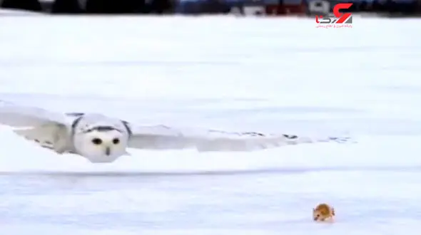 شکار بی نقص یک جغد را ببینید + فیلم