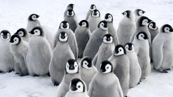 فیلم نجات جوجه پنگوئن‌ ها توسط یک قهرمان