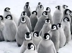 فیلم نجات جوجه پنگوئن‌ ها توسط یک قهرمان