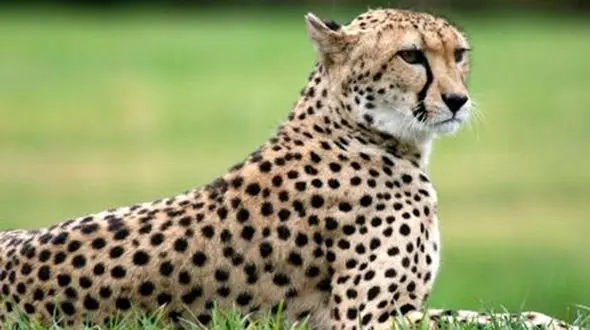 ببینید / فیلم پلنگ ایرانی و توله‌هایش در ارتفاعات آمل 