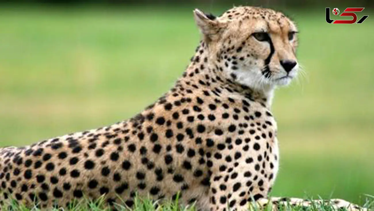 ببینید / فیلم پلنگ ایرانی و توله‌هایش در ارتفاعات آمل 