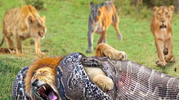 100 لحظه نادر بلعیدن شیر و پلنگ توسط مار پیتون گرسنه  ! + فیلم جذابیت های حیات وحش 