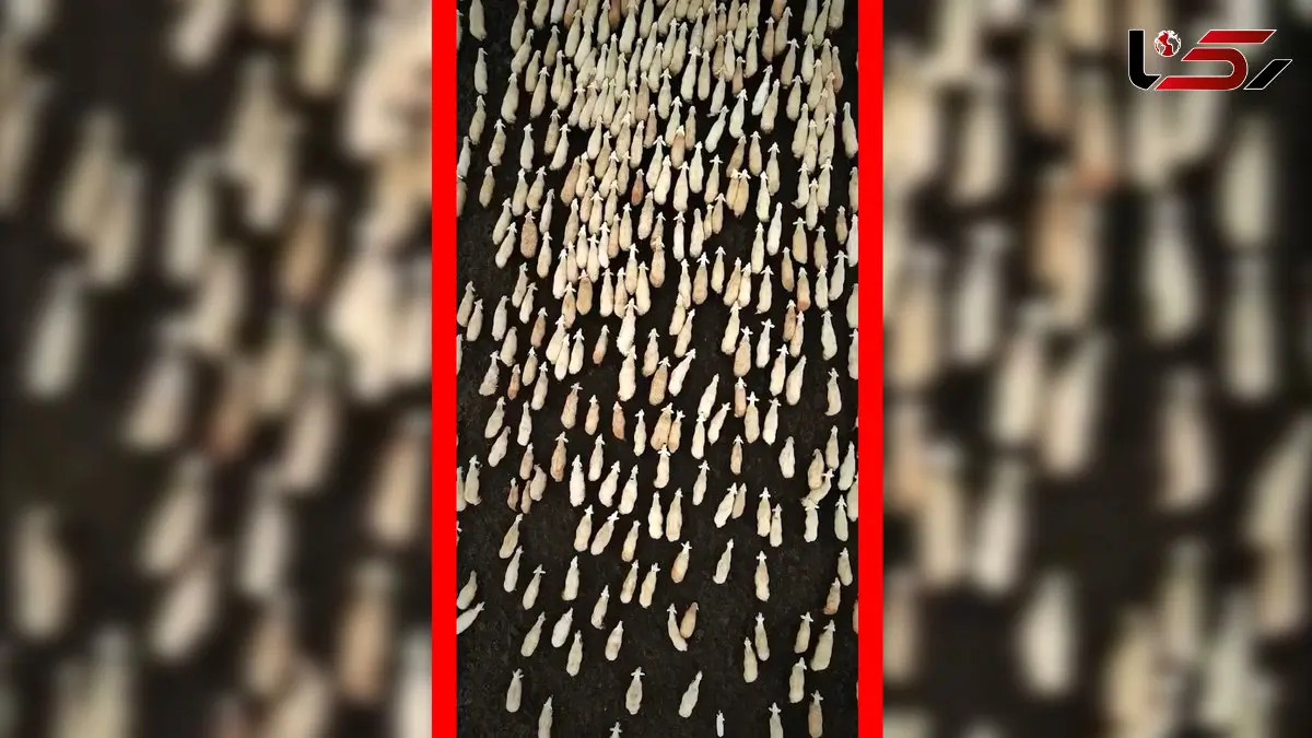 فیلم صحنه هیپنوتیزم کننده از گله گوسفندان ترکیه