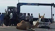 تصادف شاخ به شاخ راننده پراید و شتر در بوشهر / هر دو کشته شدند+ عکس 