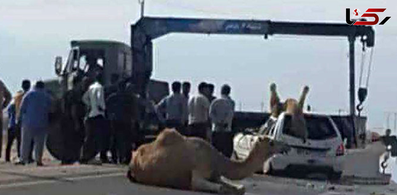 تصادف شاخ به شاخ راننده پراید و شتر در بوشهر / هر دو کشته شدند+ عکس 