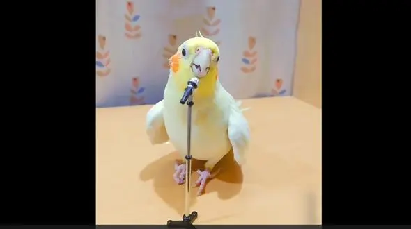 خوانندگی عروس هلندی را ببینید + فیلم