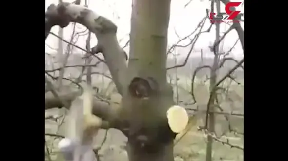 استفاده از قیچی جالب برای باغبانی + فیلم 