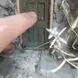 فیلم برداری اتفاقی و شگفت انگیز از خانه کوتوله ها /  پس آدم کوتوله ها اندازه یک بند انگشت انسان وجود ادارند