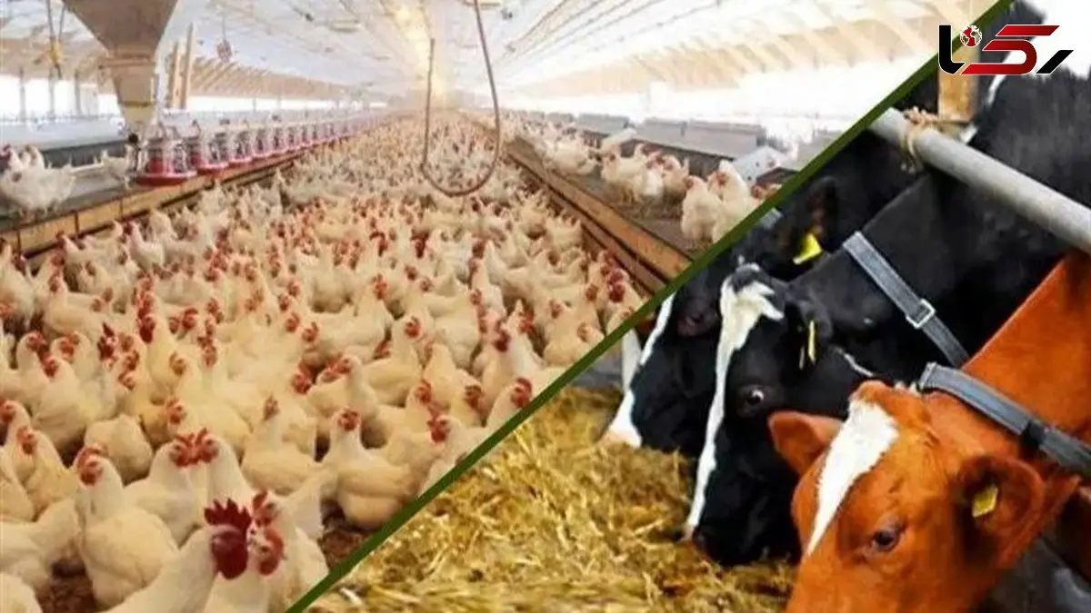 قراردادهای گندم و سیاست‌های سهمیه‌بندی /  پیامدهای اقتصادی شگرف