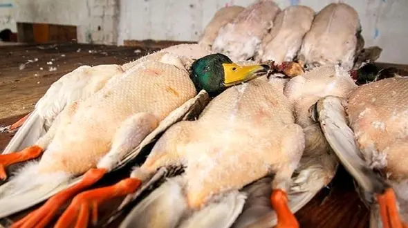 58 درصد ردیف های پستی یگان محیط زیست مازندران خالی است / ورود سپاه برای برخورد با صیادان غیرمجاز 