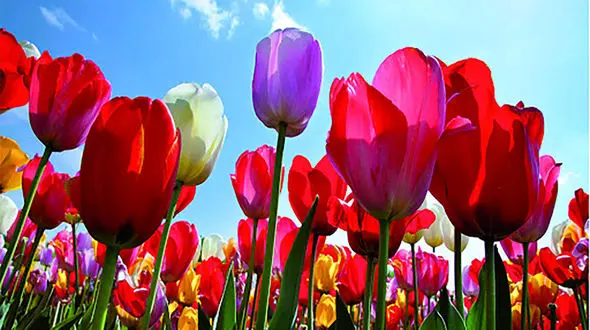 گل های لاله در رنگ های زیبا و متنوع + عکس