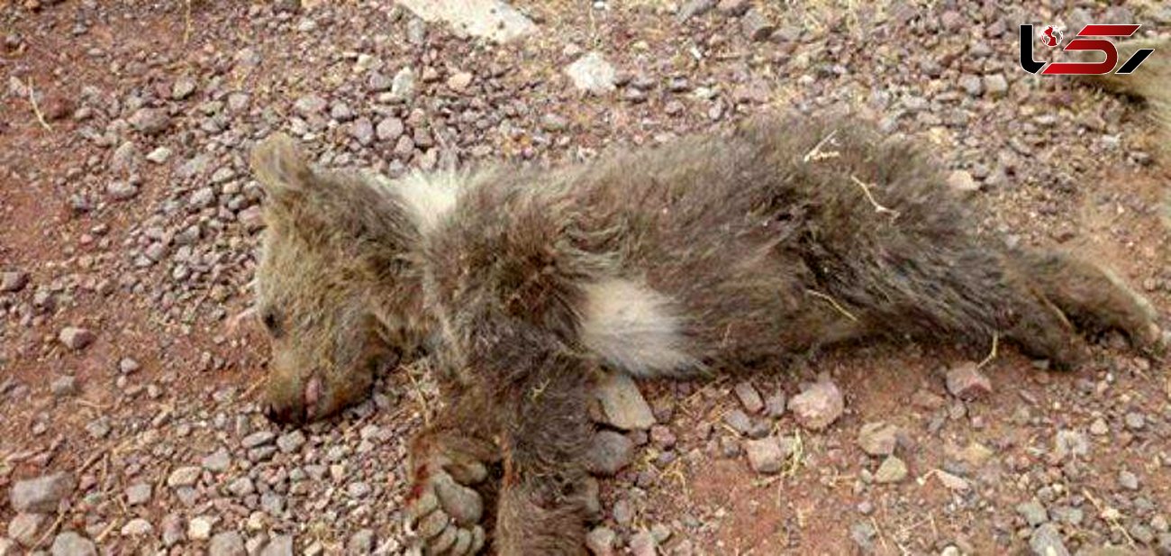 مرگ تلخ توله خرس گرسنه در خرم‌بید + عکس 