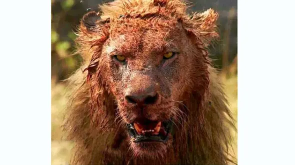 آدم خوار ترین نوع شیر کدام است؟