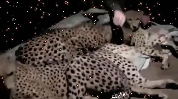 فیلم خوابیدن مرد ایرانی با یوزپلنگ های وحشی در ایوان خانه اش ! / حیرت می کنید !