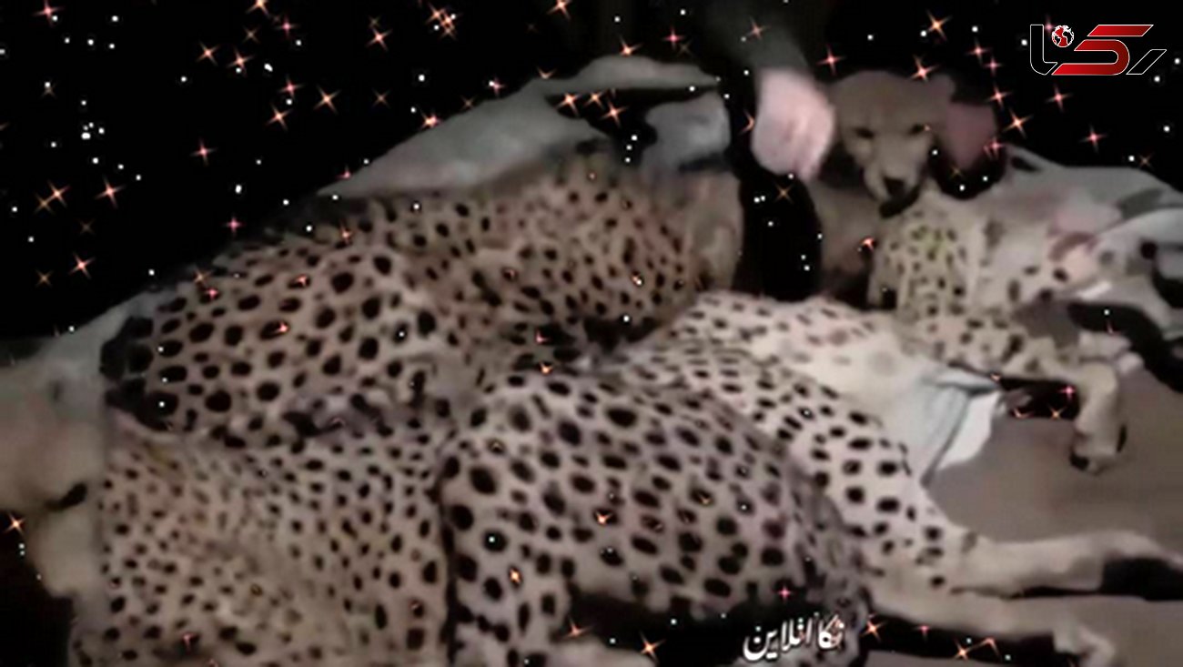 فیلم خوابیدن مرد ایرانی با یوزپلنگ های وحشی در ایوان خانه اش ! / حیرت می کنید !